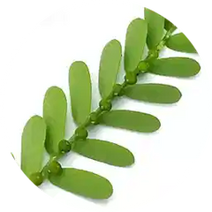 Bhui Amla