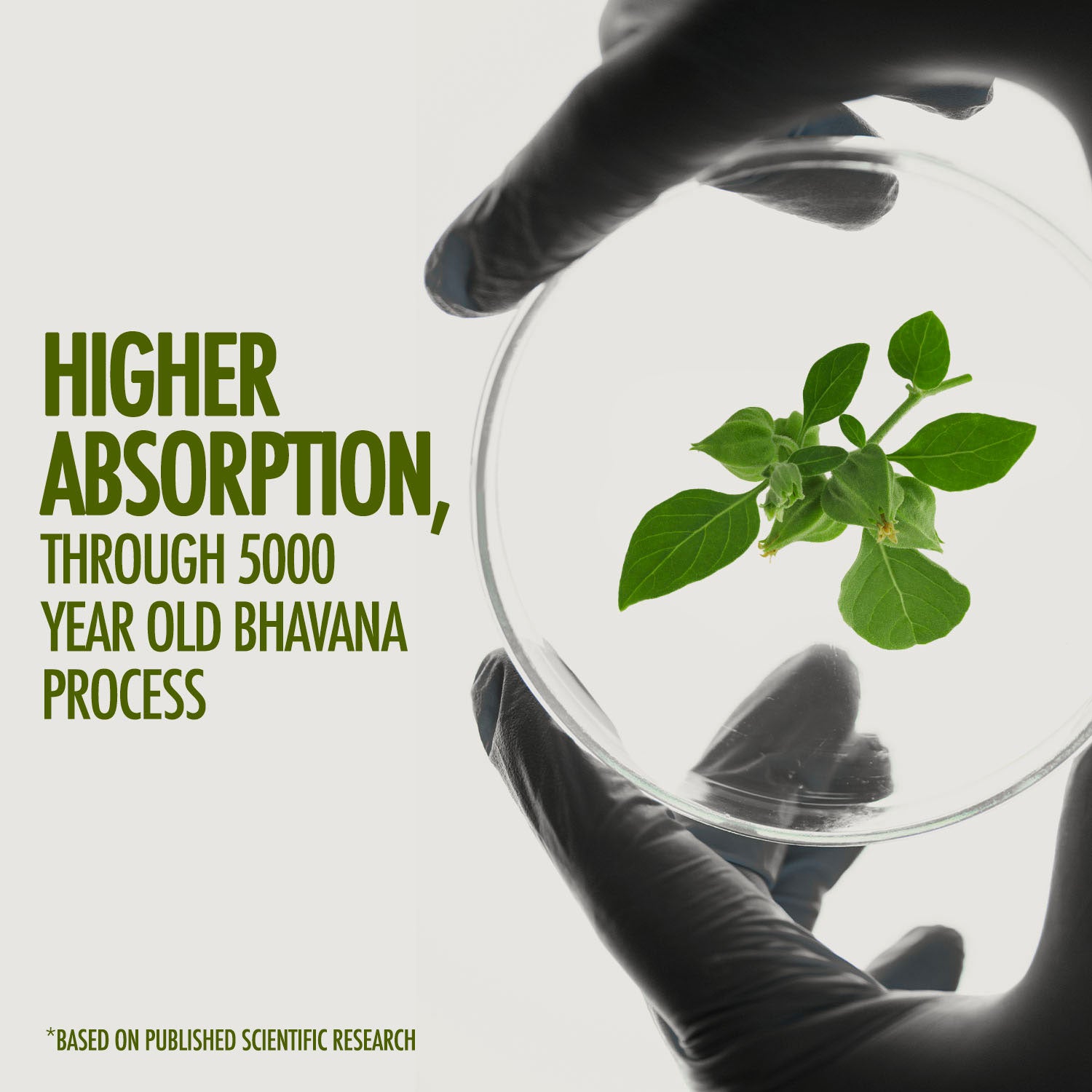 Ashwagandha Gold Capsules