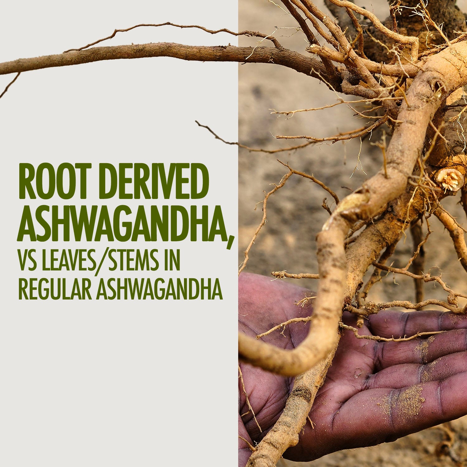 Ashwagandha Gold Capsules
